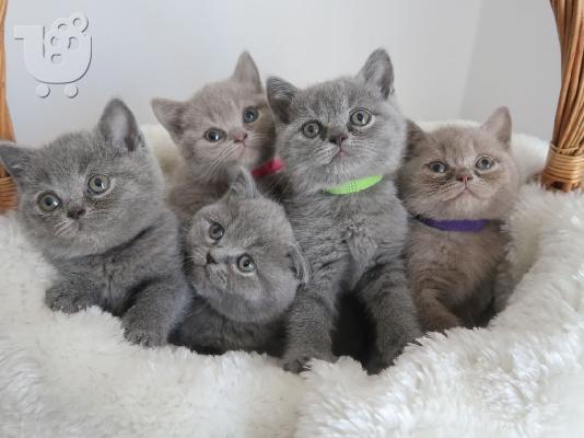 PoulaTo: adorable lovely kittens needs new homes